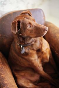 Product picture Perfect Handbook for Imperfect Dog Owners